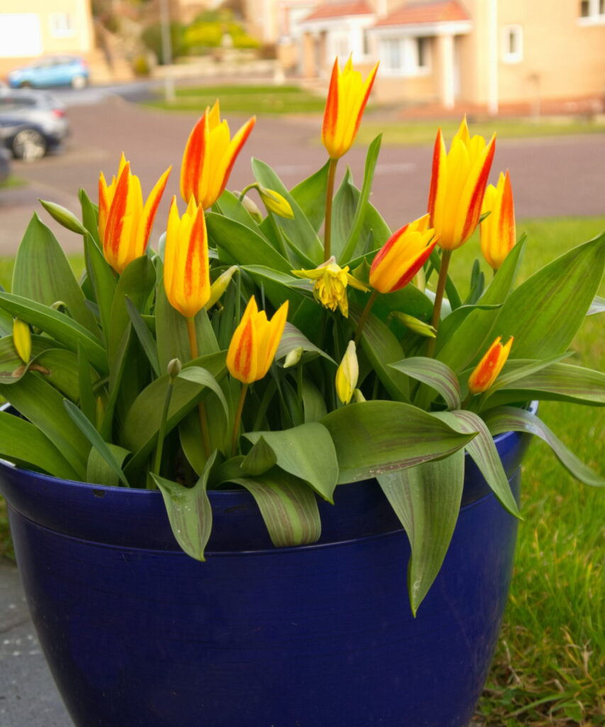 Yellow and red stripped species tulip in a blue pot